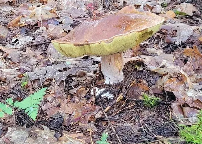 Przy Lesie Апартаменты *